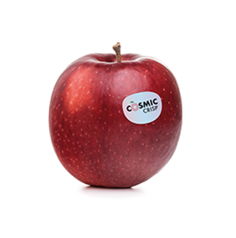 Mela fresca di varietà Cosmic