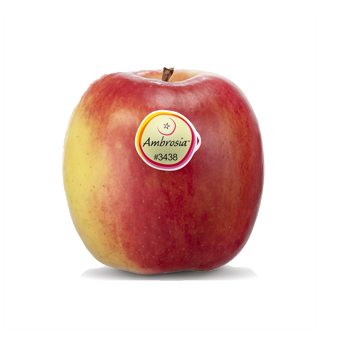 Mela fresca di varietà Ambrosia